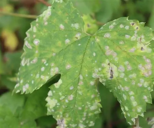 Peronospora: come riconoscerla e combatterla efficacemente