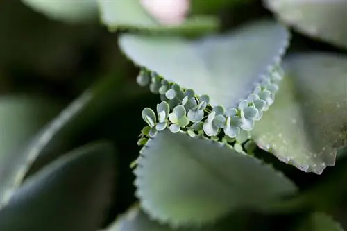 pepelasta plesen Kalanchoe