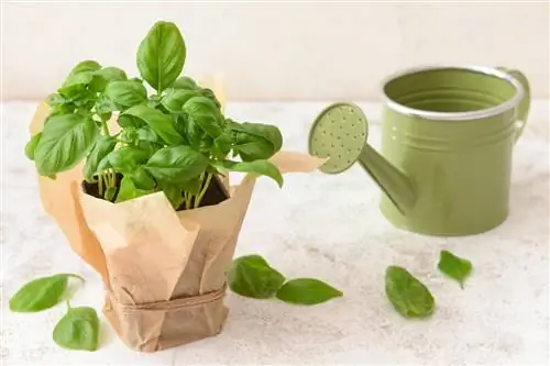 Fertilizing basil with urine: Natural method & application