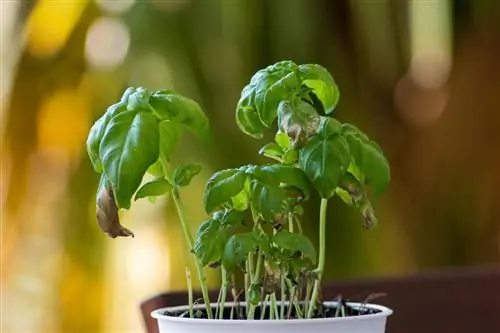 Basil fungus: recognize, treat and prevent