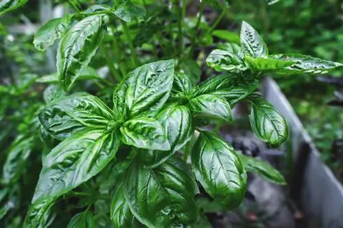 Protege tu albahaca de los daños causados por la lluvia: nuestros consejos