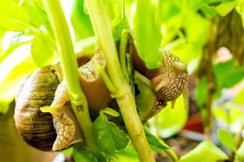 caracoles de albahaca