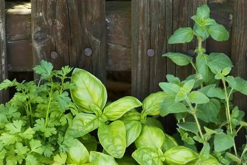 Basil at Parsley: Magtanim at mag-ani nang magkasama