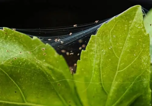 Ragnetti rossi del basilico: come riconoscerli e combatterli