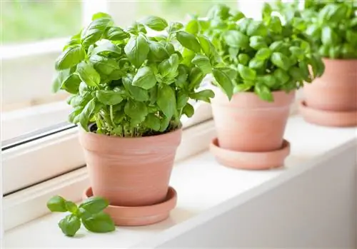 Strengthen basil: This is how the herb thrives in your garden