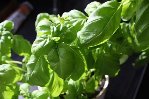 basil sunburn