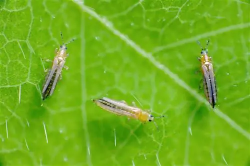 Thrips ya Basil: sababu, uharibifu na tiba za nyumbani