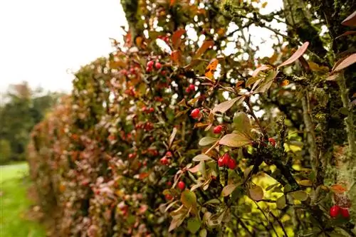 Crespino come siepe: bellissimi accenti di colore e facile da curare