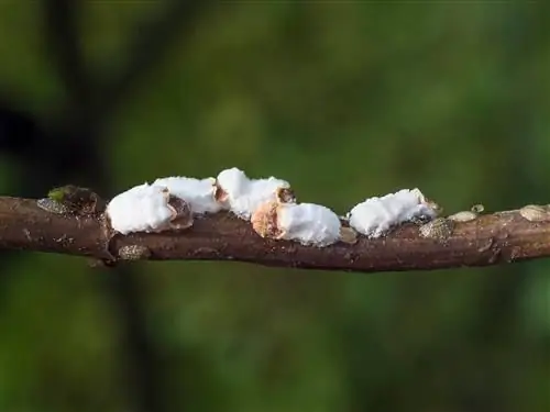 hydrangeas-white-infestation-on-the-wood