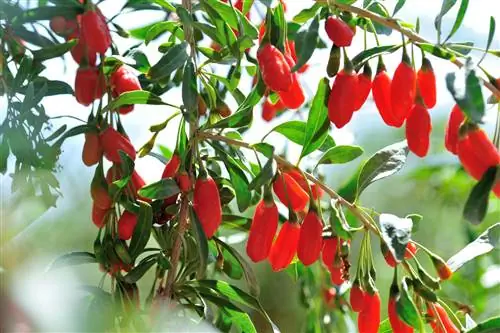 Berberis as bestanddeel: Watter plaasvervanger is die beste?