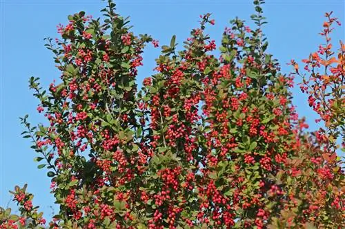 berberis hoogte