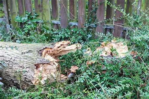 Tronc d'arbre trencat: com salvar el teu arbre