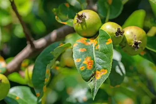 perenboom gele vlekken