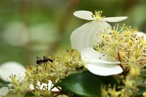 ants-in-hydrangea