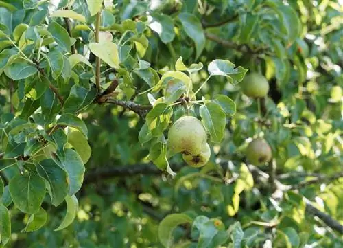 האם קיימים עצי אגסים עם קוצים? הארה