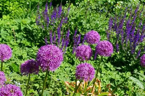 Which plants are ideal for underplanting alliums?