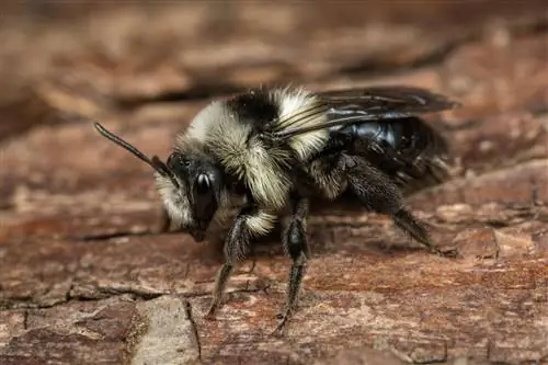 Abejas silvestres en el jardín: utilice el tronco de un árbol como ayuda para anidar