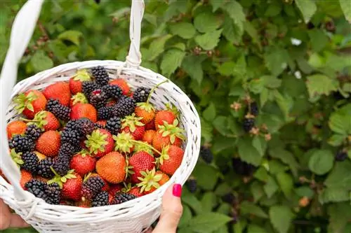 Menanam blackberry di bawah: penutup tanah, tanaman keras, dll