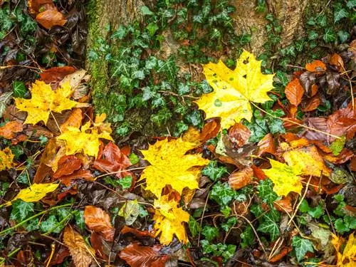 Tanam maple dengan terampil di bawah: tanaman keras, penutup tanah & lainnya