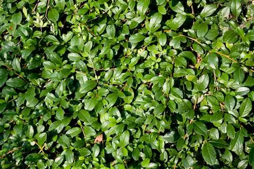 beech hedge underplants