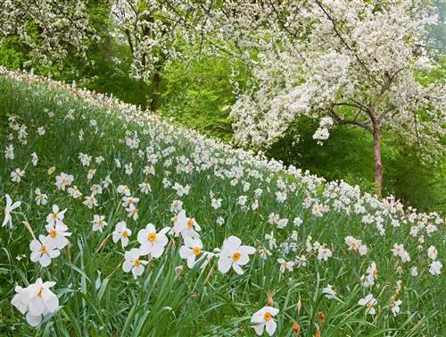 sous-plantes de pommier