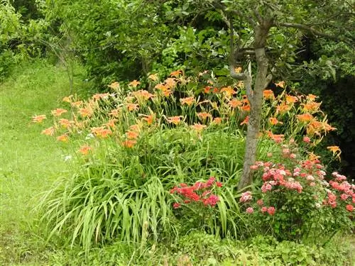 alberi-sottopiante