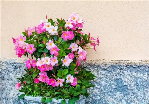 Dipladenia planting: Which plants go well together?