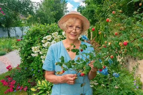 berry bush underplants