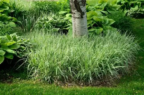 Planting birch under: suitable companions and planting ideas