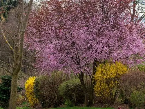 Combinações de plantas adequadas para a ameixa sanguínea