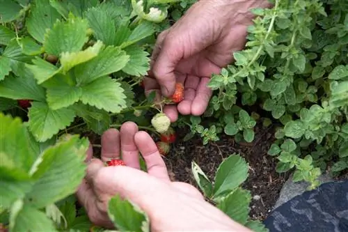 strawberries-raws li underplanting