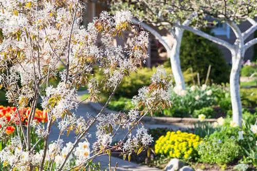 Rotsperen planten: geschikte plantsoorten & tips