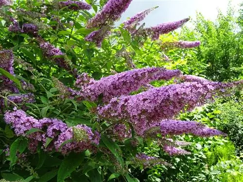 lilac underplants