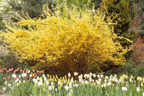 forsythia underplants