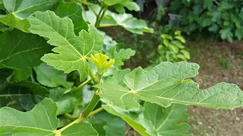 sous-plantes de figuier