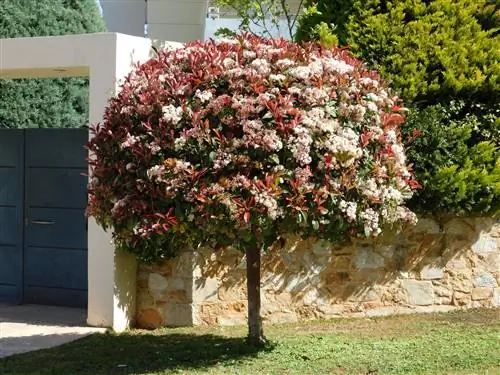 loquat underplanter