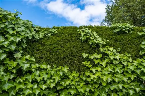 sous-plantes de haie