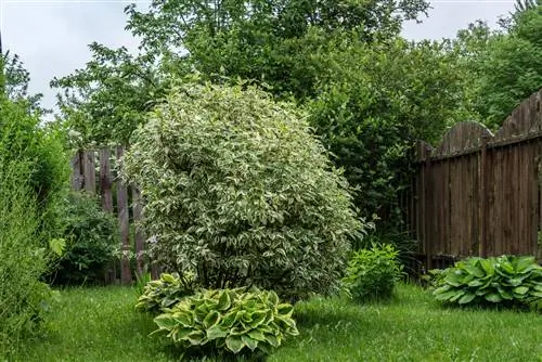 kornoelje onderplante