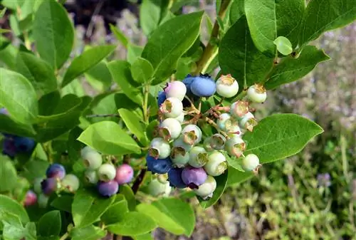 plantas de arándanos