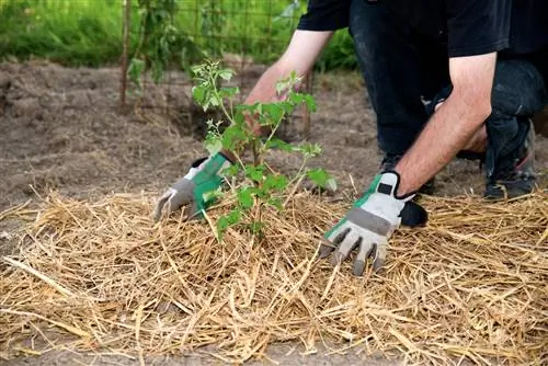 frambozen onderplanten