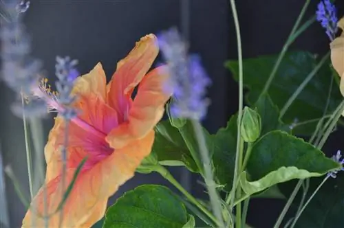 Hibiscus poauginiai augalai