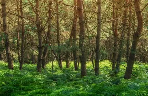 sous-plantes de pins