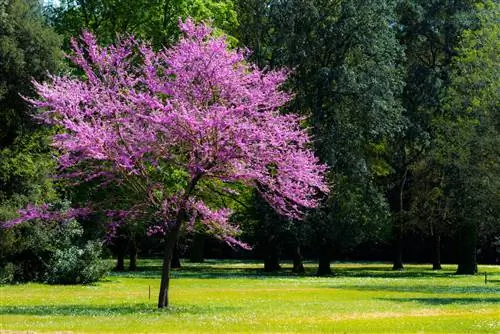 Judas tree underplants