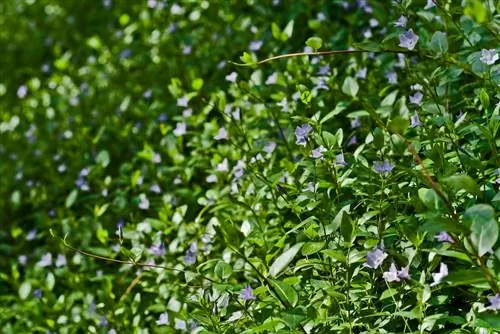 plantas de bordo bola