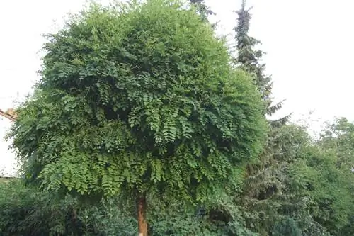 Plant balrobinia prachtig onder: varens, grassen en meer