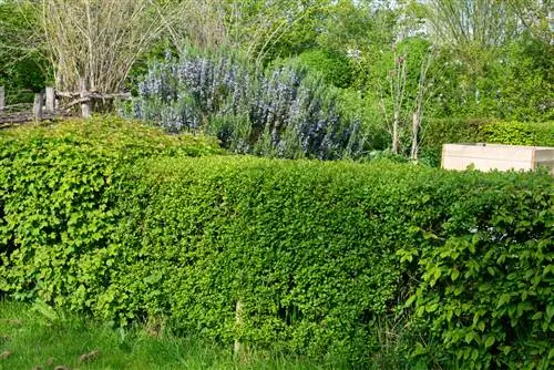 privet হেজ underplants