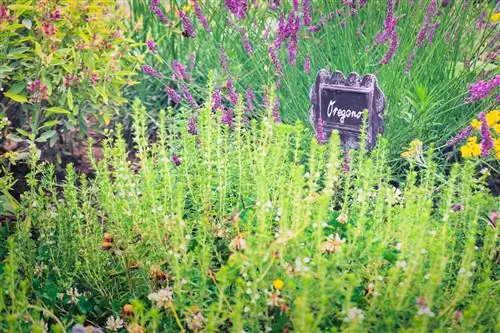 plantes inferiors de lavanda