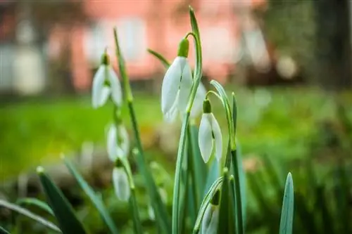 Plantar magnòlies: bells companys per al teu jardí