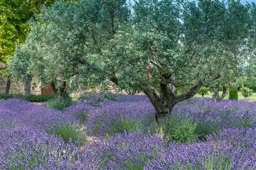 Mediterranean companions: skillfully underplant olive trees