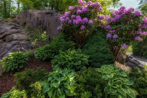 rododendrų pasodinti augalai